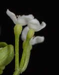 Stiff marsh bedstraw